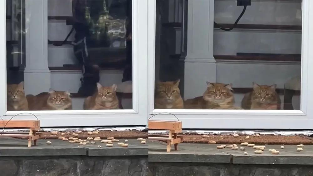 
        Хозяин подарил котикам собственный &laquo;телевизор&raquo; с&nbsp;живым бурундуком    