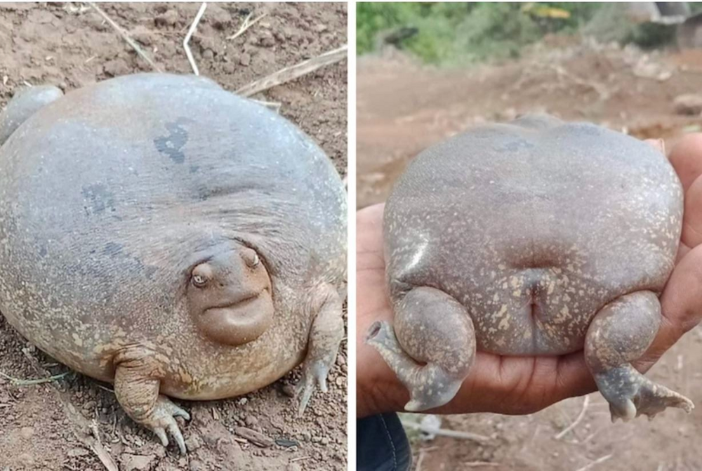 
        Собакоголовый узкорот: азиаты выкапывают этих существ из&nbsp;земли, как&nbsp;картошку, чтобы съесть    