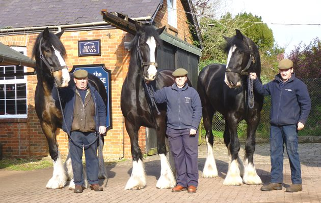 
        Шайр: крупнейшая в&nbsp;мире порода лошадей    
