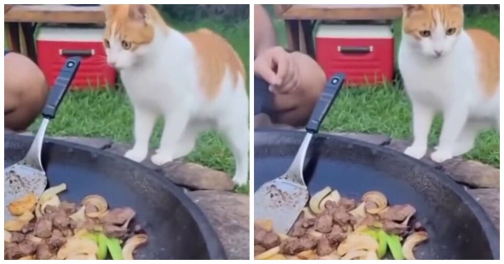 
        Комплимент от&nbsp;шеф-повара    