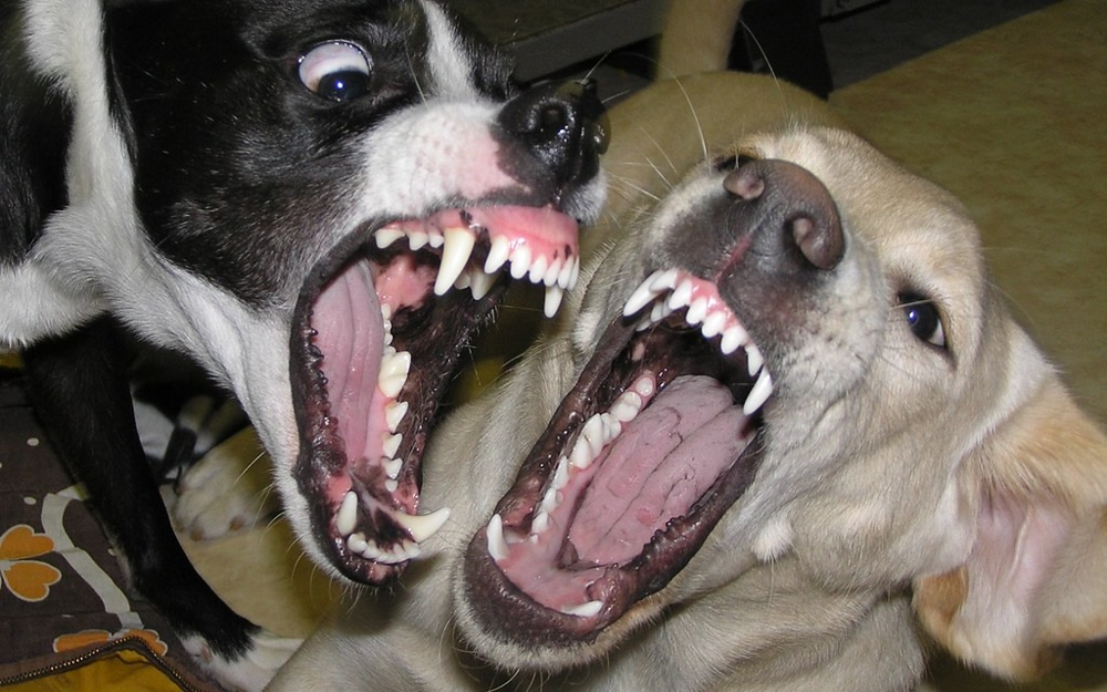 
        Зачем собаки и&nbsp;волки кусают друг друга за&nbsp;морду?    