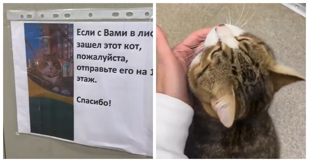 Кот, который гуляет сам по себе, но всегда возвращается домой на лифте
Кот, который гуляет сам по себе, но всегда возвращается домой на лифте