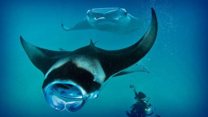 20 снимков, демонстрирующих магическую красоту океана и его обитателей
20 снимков, демонстрирующих магическую красоту океана и его обитателей