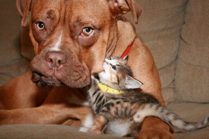 40 снимков прелестных созданий с невероятно мощной аурой позитива
40 снимков прелестных созданий с невероятно мощной аурой позитива