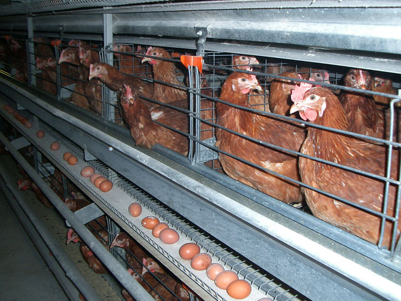 
        Подробное описание развития внутри яйца: интереснейший процесс, который мало кто&nbsp;знает    