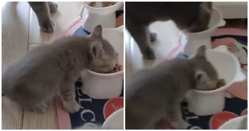 Заводила котёнка, а получила "мясорубку"
Заводила котёнка, а получила "мясорубку"