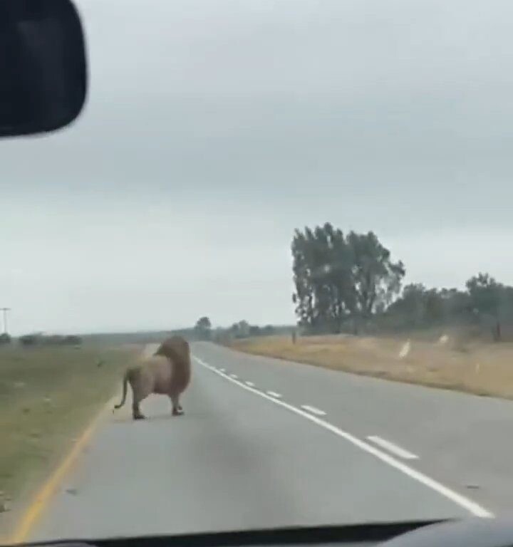 
        Лев&nbsp;проехался на&nbsp;крыше прицепа и&nbsp;сбежал    