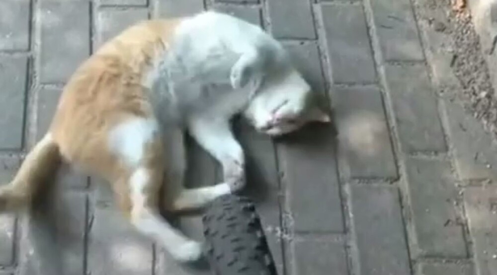 
        Пушистая автоподставщица    