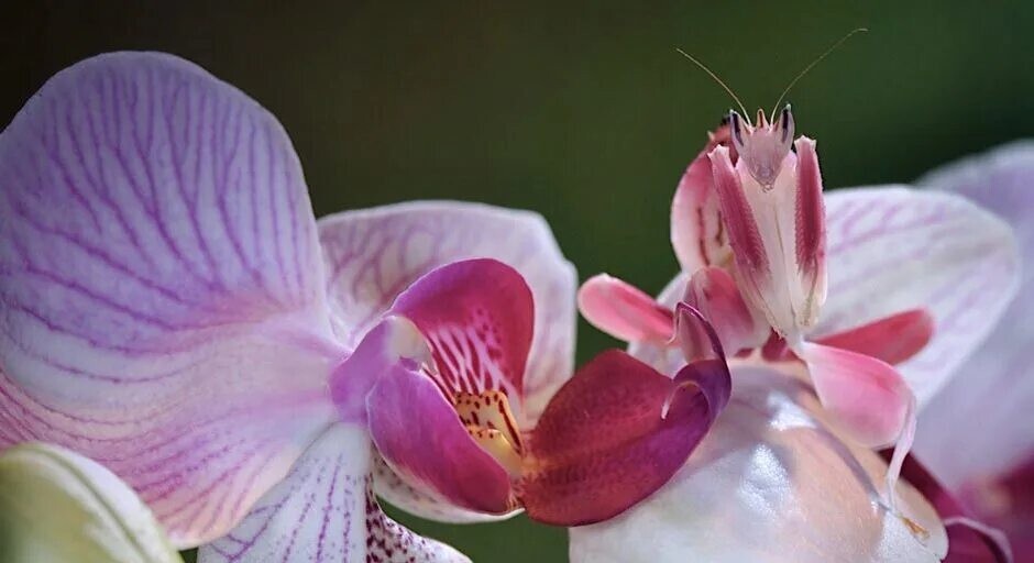 
        20&nbsp;фотографий, демонстрирующих таланты созданий природы в&nbsp;искусстве маскировки    