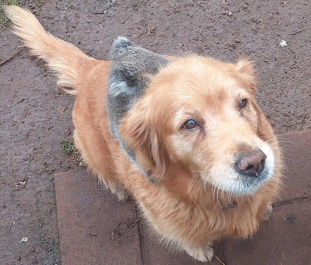 
        Собака прокатила на&nbsp;спине детёныша коалы, упавшего с&nbsp;дерева    