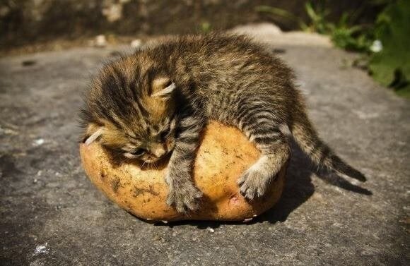 
        Кошка и&nbsp;картошка: 22&nbsp;милых снимка, демонстрирующих единство приятного и&nbsp;полезного    