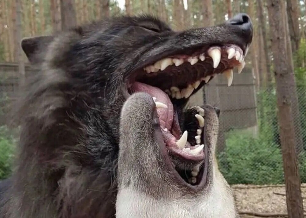 
        Зачем собаки и&nbsp;волки кусают друг друга за&nbsp;морду?    