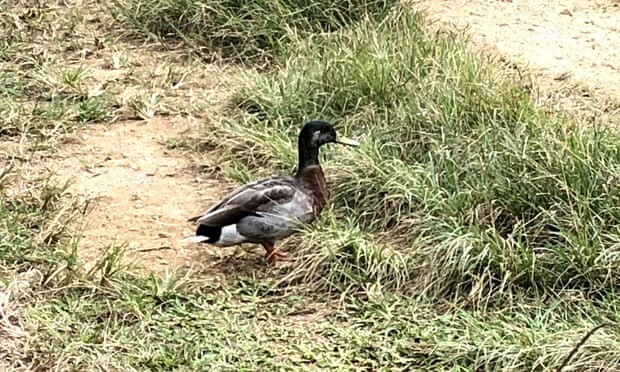 
        Необычная история Тревора &ndash; самого одинокого селезня в&nbsp;мире    