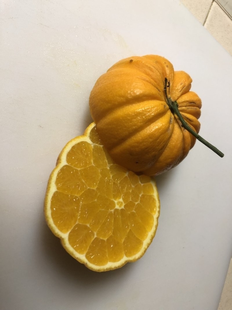 
        20&nbsp;фотографий, демонстрирующих таланты созданий природы в&nbsp;искусстве маскировки    