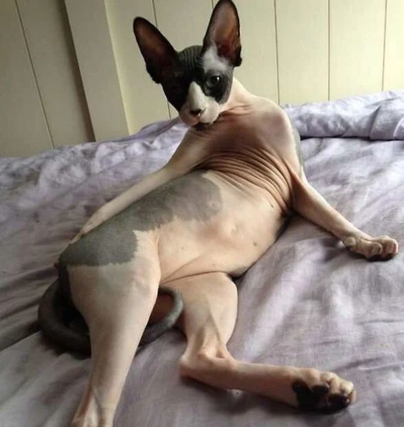 
        20&nbsp;животных, изяществу и&nbsp;грации которых позавидует любая модель    