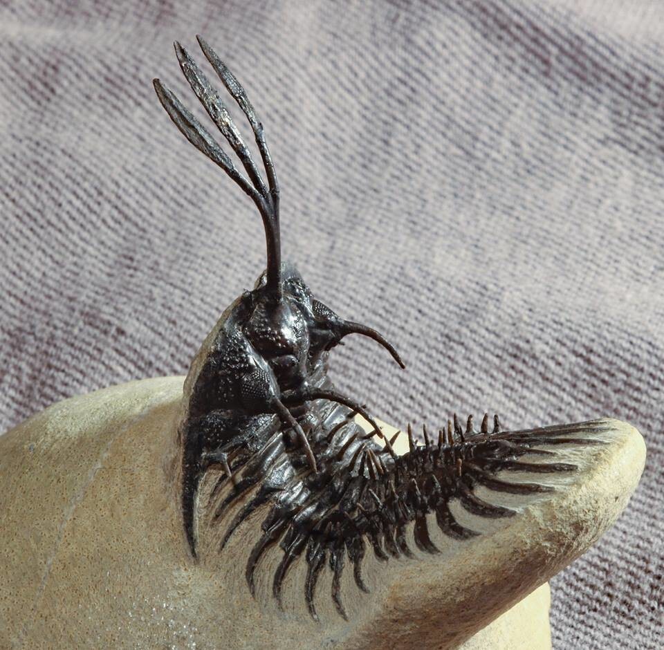 
        18&nbsp;находок, позволяющих узнать об&nbsp;удивительных жителях планеты ушедших эпох    