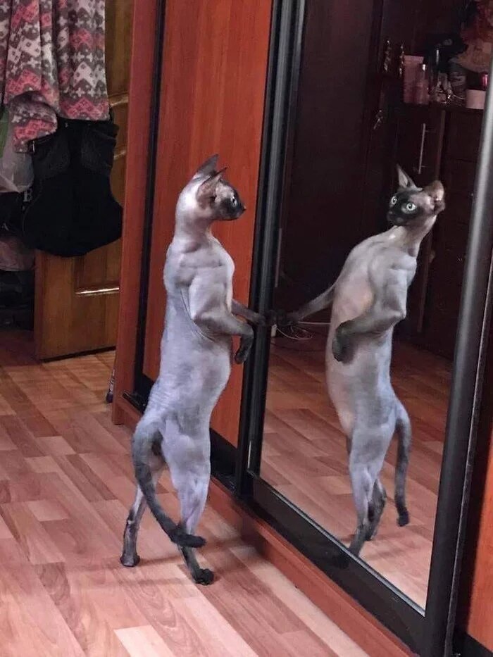 15 фотографий, которые доказывают, что котики и зеркала — это идеальное сочетание
15 фотографий, которые доказывают, что котики и зеркала — это идеальное сочетание