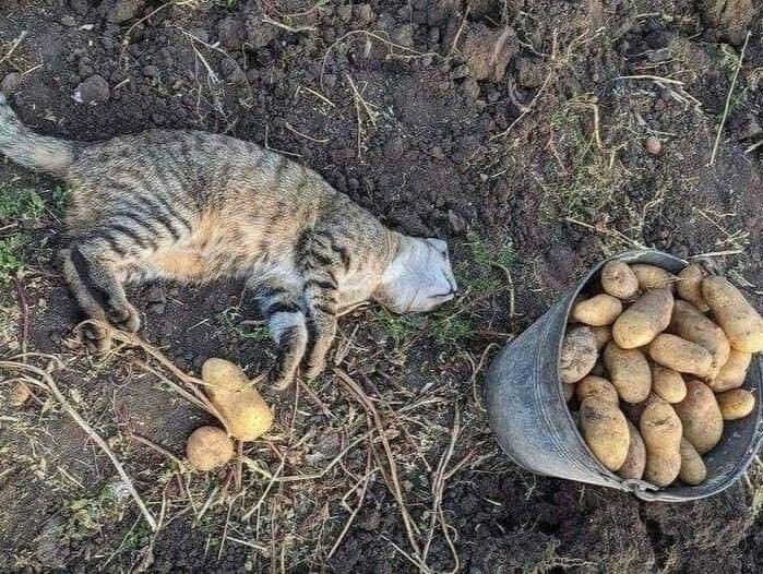 
        Кошка и&nbsp;картошка: 22&nbsp;милых снимка, демонстрирующих единство приятного и&nbsp;полезного    