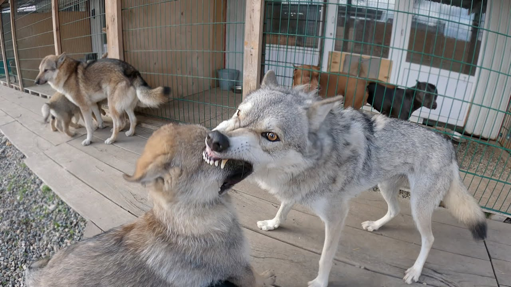 
        Зачем собаки и&nbsp;волки кусают друг друга за&nbsp;морду?    