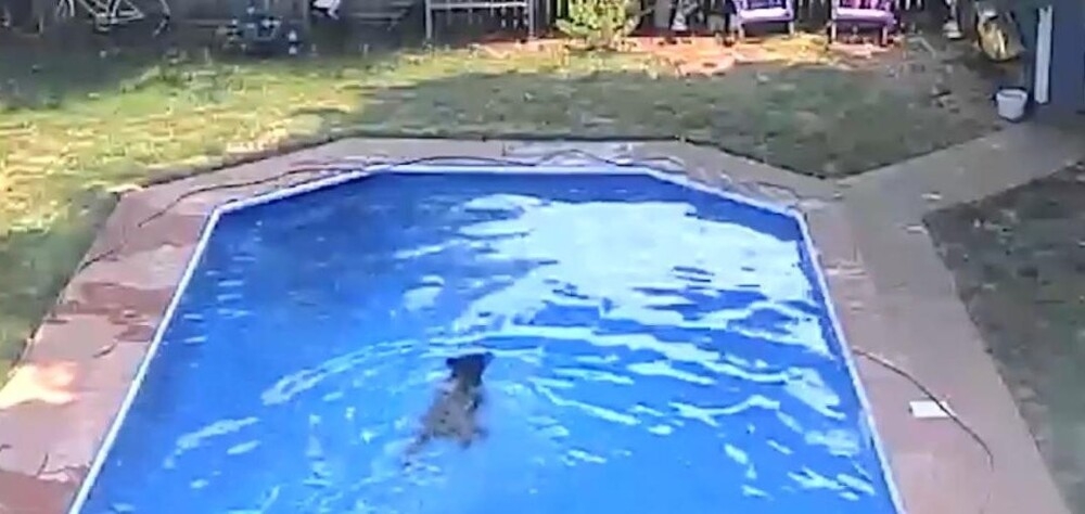 
        Американка обнаружила медведя, купающегося в&nbsp;её&nbsp;бассейне    