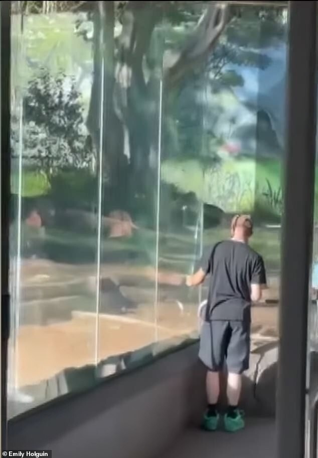 В зоопарке Сан-Диего горилла разбила стеклянное ограждение
В зоопарке Сан-Диего горилла разбила стеклянное ограждение