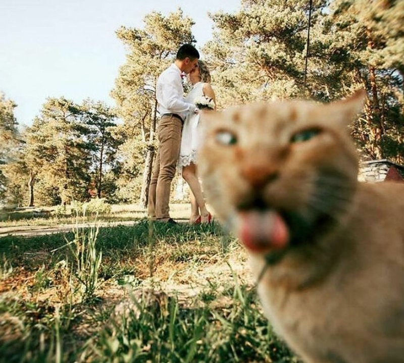 
        Фотобомба по-кошачьи: 20 обаятельных и скромных моделей, которые не стали ждать приглашения попозировать    