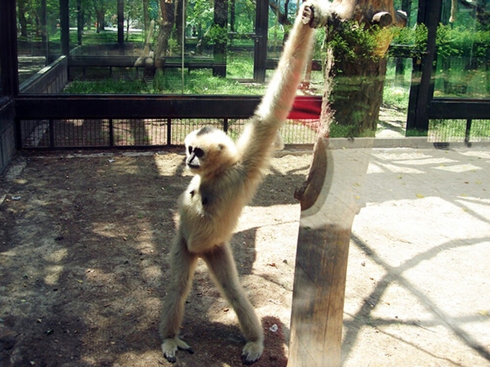 
        20&nbsp;животных, изяществу и&nbsp;грации которых позавидует любая модель    