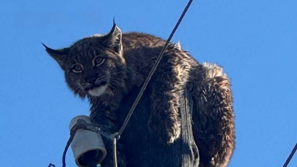 
        В&nbsp;Забайкалье рысь застряла на&nbsp;столбе    