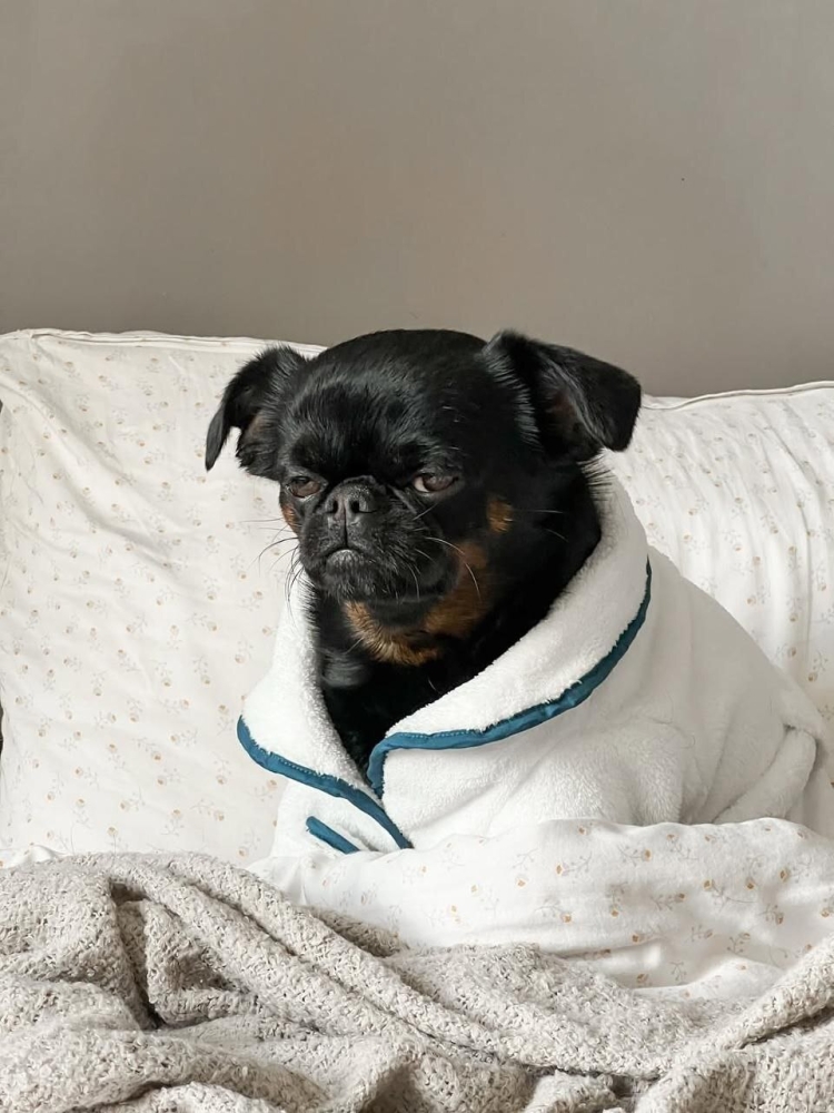 
        Пёс&nbsp;с&nbsp;постоянно хмурой мордочкой    