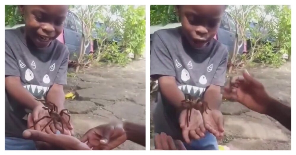 Неудачное знакомство с пауком
Неудачное знакомство с пауком