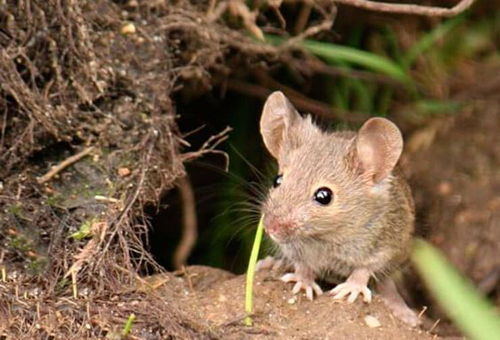 
        Невидимая война в&nbsp;подвалах: почему в&nbsp;городах почти нет&nbsp;мышей, а&nbsp;крыс полным-полно?    