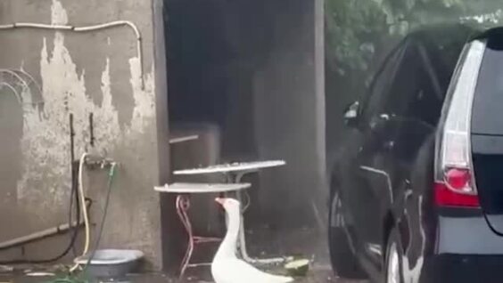 
        Удивлённый гусь залип на град и получил по клюву    