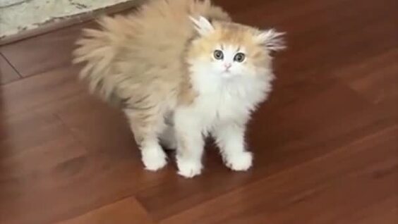 Реакция кошки на новую прическу хозяйки
Реакция кошки на новую прическу хозяйки