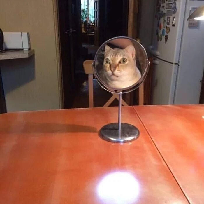 15 фотографий, которые доказывают, что котики и зеркала — это идеальное сочетание
15 фотографий, которые доказывают, что котики и зеркала — это идеальное сочетание
