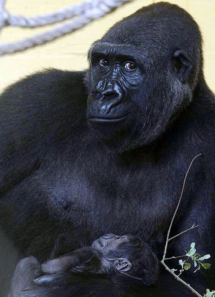 
        20&nbsp;животных, изяществу и&nbsp;грации которых позавидует любая модель    