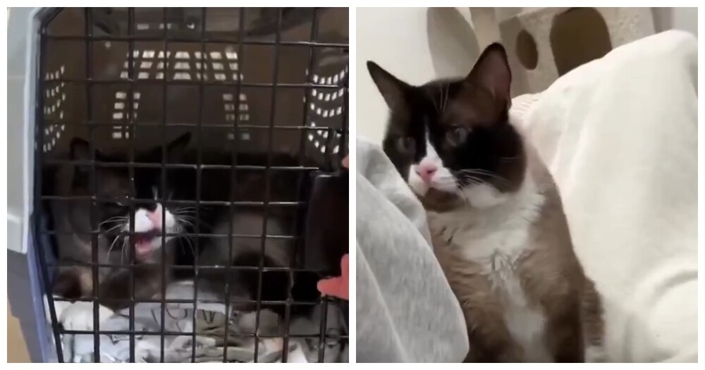 
        Кота хотели усыпить из-за агрессивного поведения, но девушка сделала невозможное    