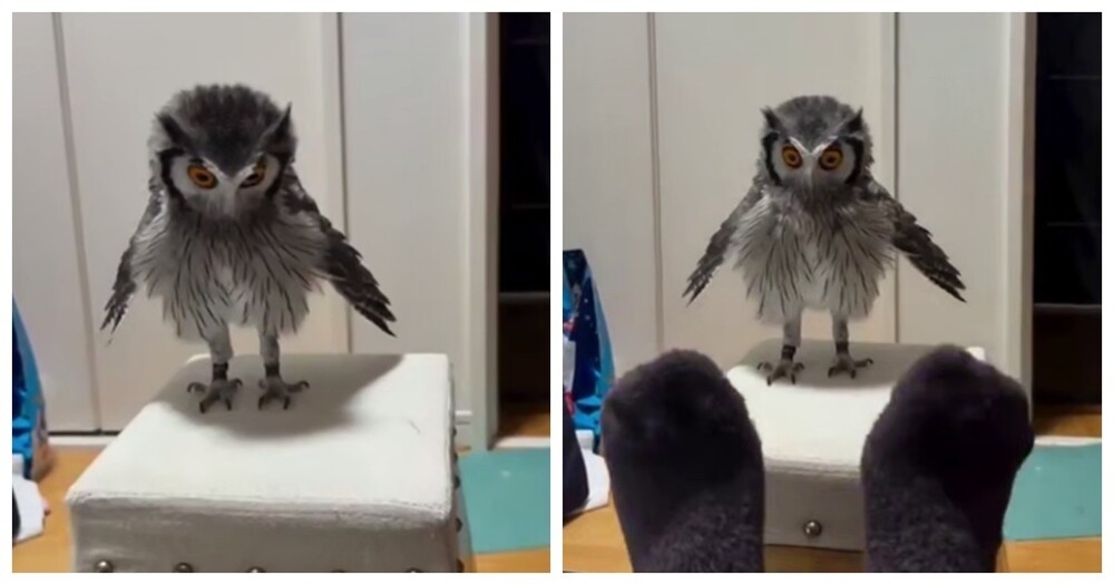 
        Реакция совы на&nbsp;ноги в&nbsp;носках    