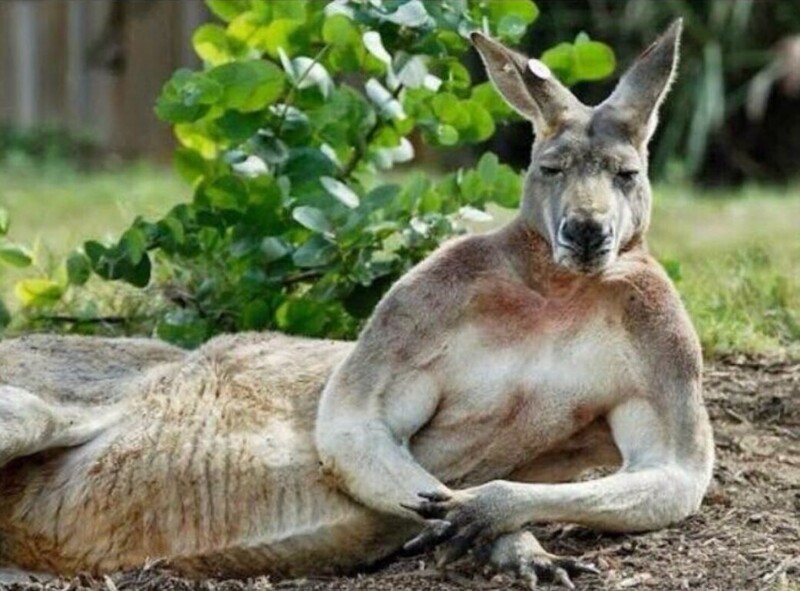 
        20&nbsp;животных, изяществу и&nbsp;грации которых позавидует любая модель    