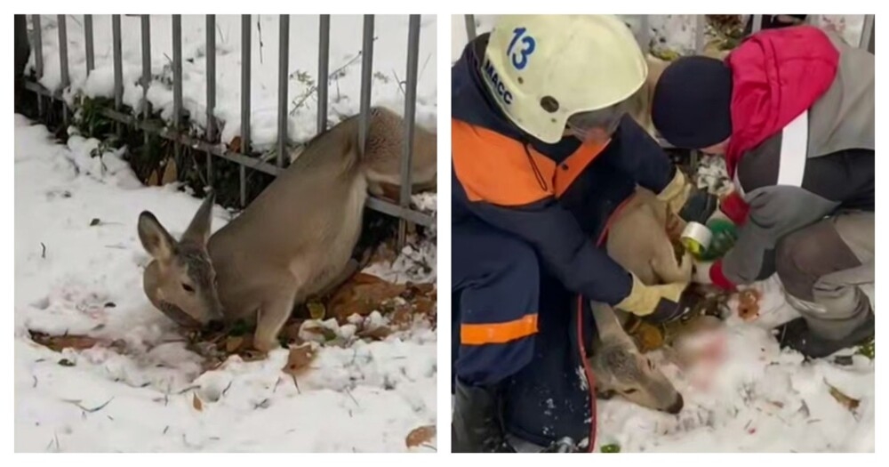 
        Спасатели пришли на&nbsp;помощь косуле    