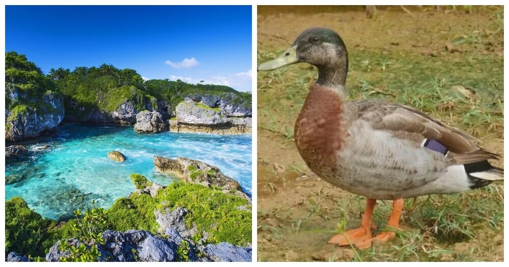 
        Необычная история Тревора &ndash; самого одинокого селезня в&nbsp;мире    