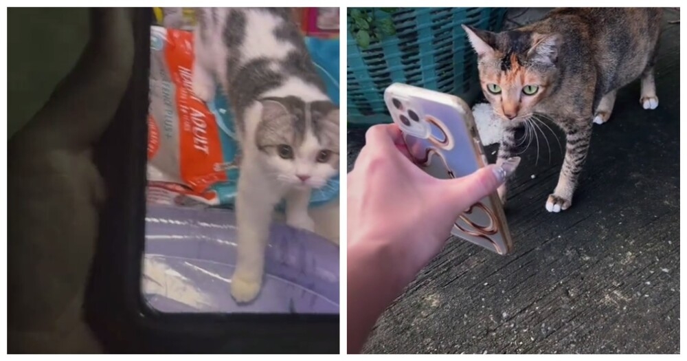 Женщина считает, что уличные кошки помогли ей найти пропавшего питомца
Женщина считает, что уличные кошки помогли ей найти пропавшего питомца