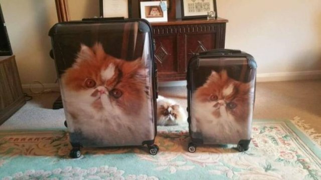 Подборка картинок. Вечерний выпуск - 31.10.2025 (30 фото)