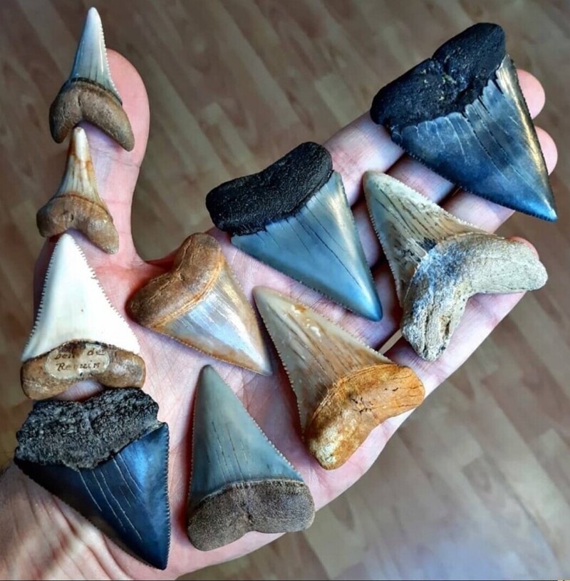 
        18&nbsp;находок, позволяющих узнать об&nbsp;удивительных жителях планеты ушедших эпох    