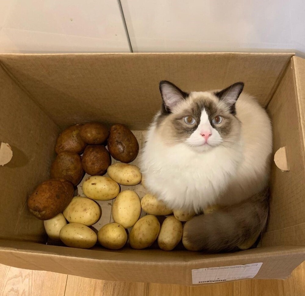 
        Кошка и&nbsp;картошка: 22&nbsp;милых снимка, демонстрирующих единство приятного и&nbsp;полезного    