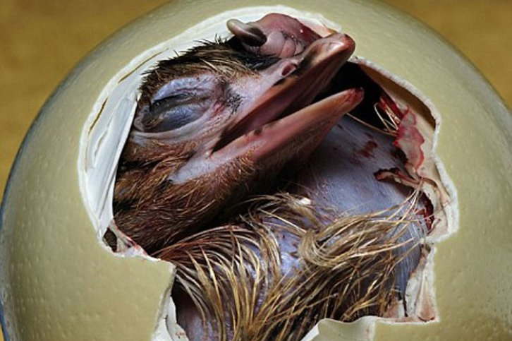 
        Подробное описание развития внутри яйца: интереснейший процесс, который мало кто&nbsp;знает    