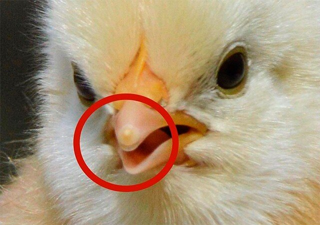 
        Подробное описание развития внутри яйца: интереснейший процесс, который мало кто&nbsp;знает    