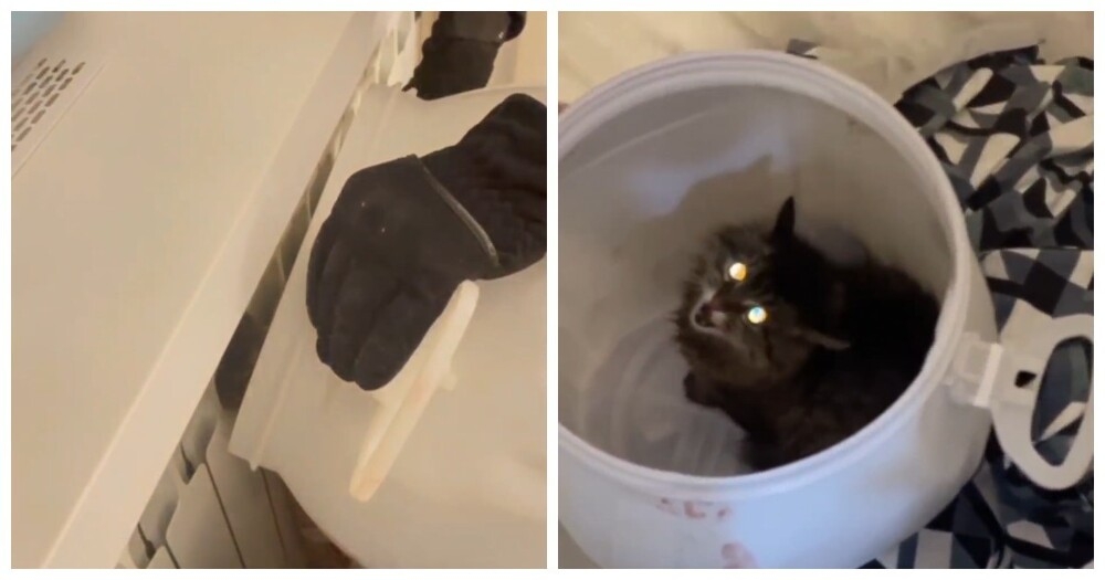 Операция “Батарея”: спасение кота Константина, который был против
Операция “Батарея”: спасение кота Константина, который был против