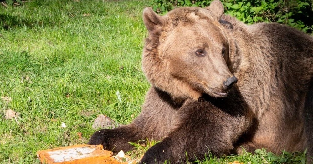 
        Медведь, который первым в&nbsp;мире перенёс операцию на&nbsp;головном мозге, отметил день рождения    