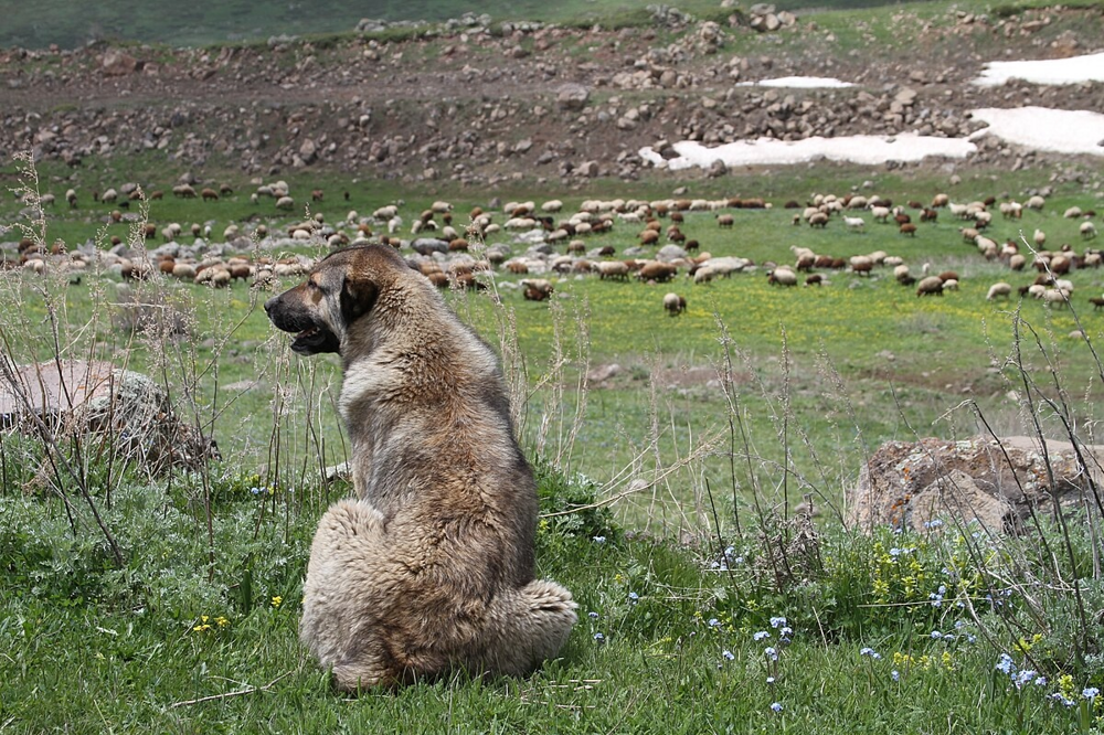 Гампр: армянский терминатор, одна из мощнейших в мире пород собак
Гампр: армянский терминатор, одна из мощнейших в мире пород собак