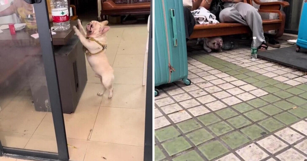 
        Французский бульдог, собирающий пластик, покорил соцсети в&nbsp;Китае&raquo;    